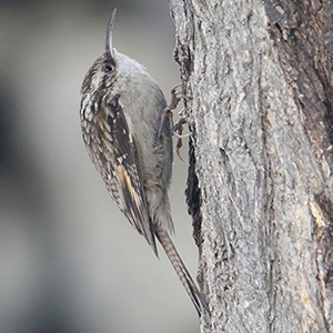 Bar-tailed Treecreeper